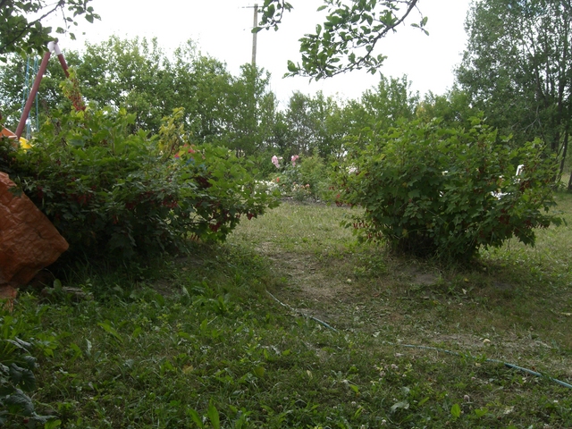 auto-exposed image